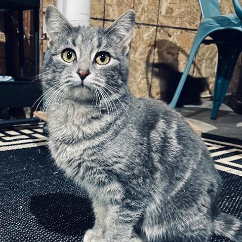 Enlarge Rain, a Adoptable Domestic Short Hair in Madison, WI image 2/5