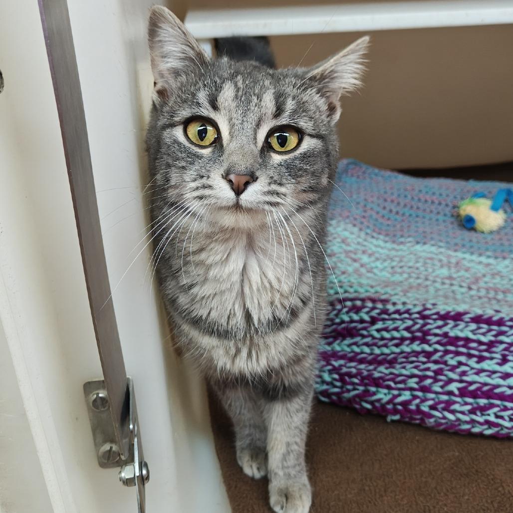 Enlarge Rain, a Adoptable Domestic Short Hair in Madison, WI image 3/5