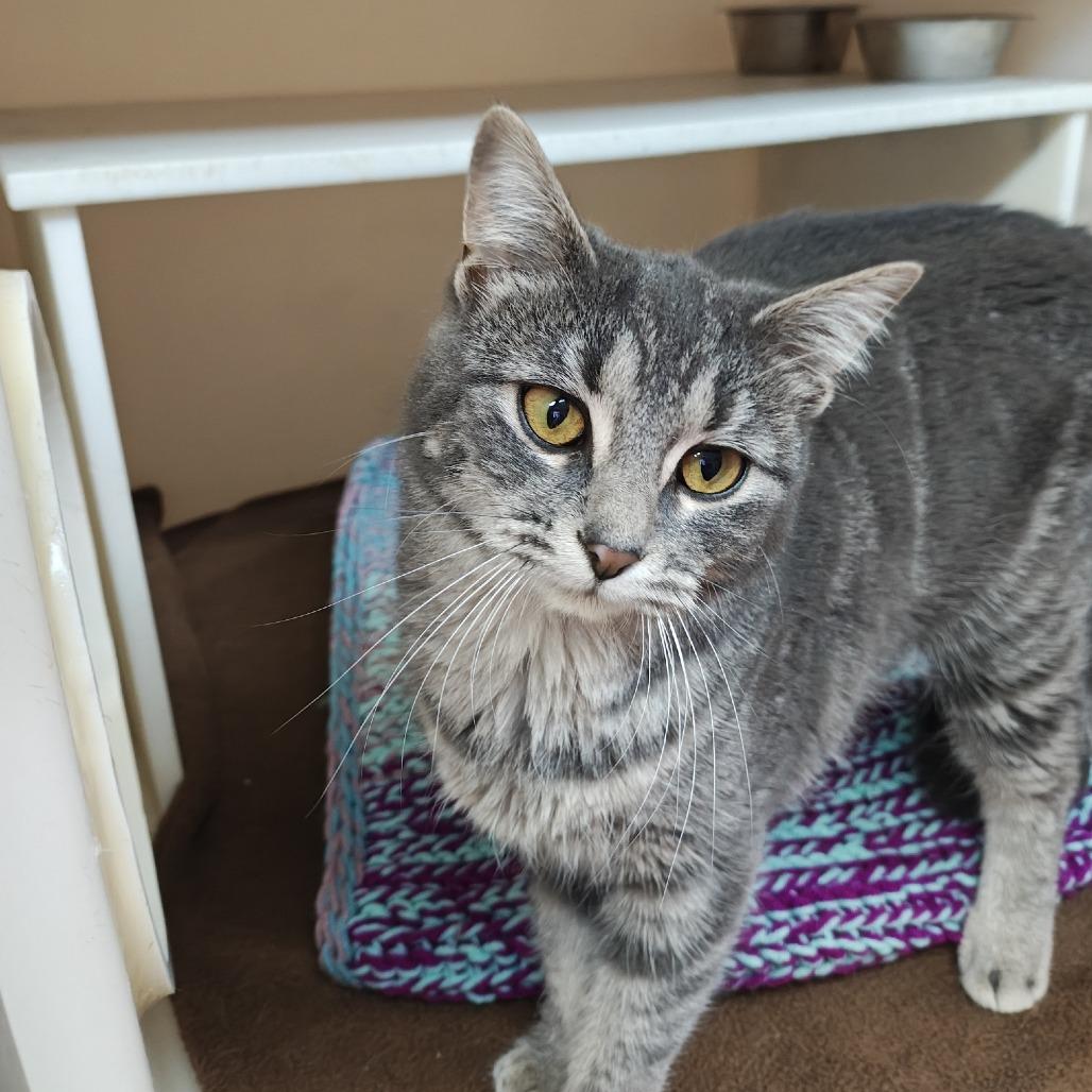 Enlarge Rain, a Adoptable Domestic Short Hair in Madison, WI image 4/5