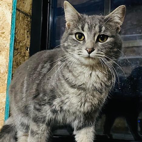 Enlarge Rain, a Adoptable Domestic Short Hair in Madison, WI image 5/5