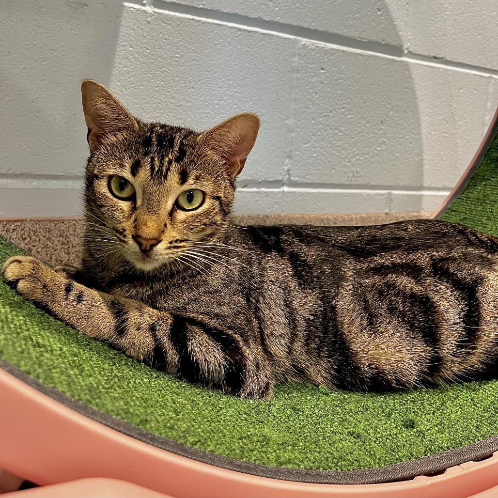 star, Adoptable, Adult Female Domestic Short Hair.