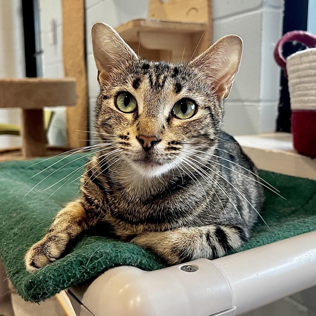 Enlarge star, a Adoptable Domestic Short Hair in Englewood, FL image 2/3