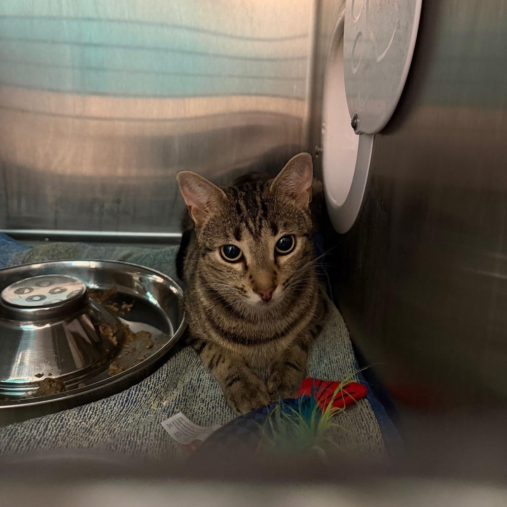 Enlarge star, a Adoptable Domestic Short Hair in Englewood, FL image 3/3