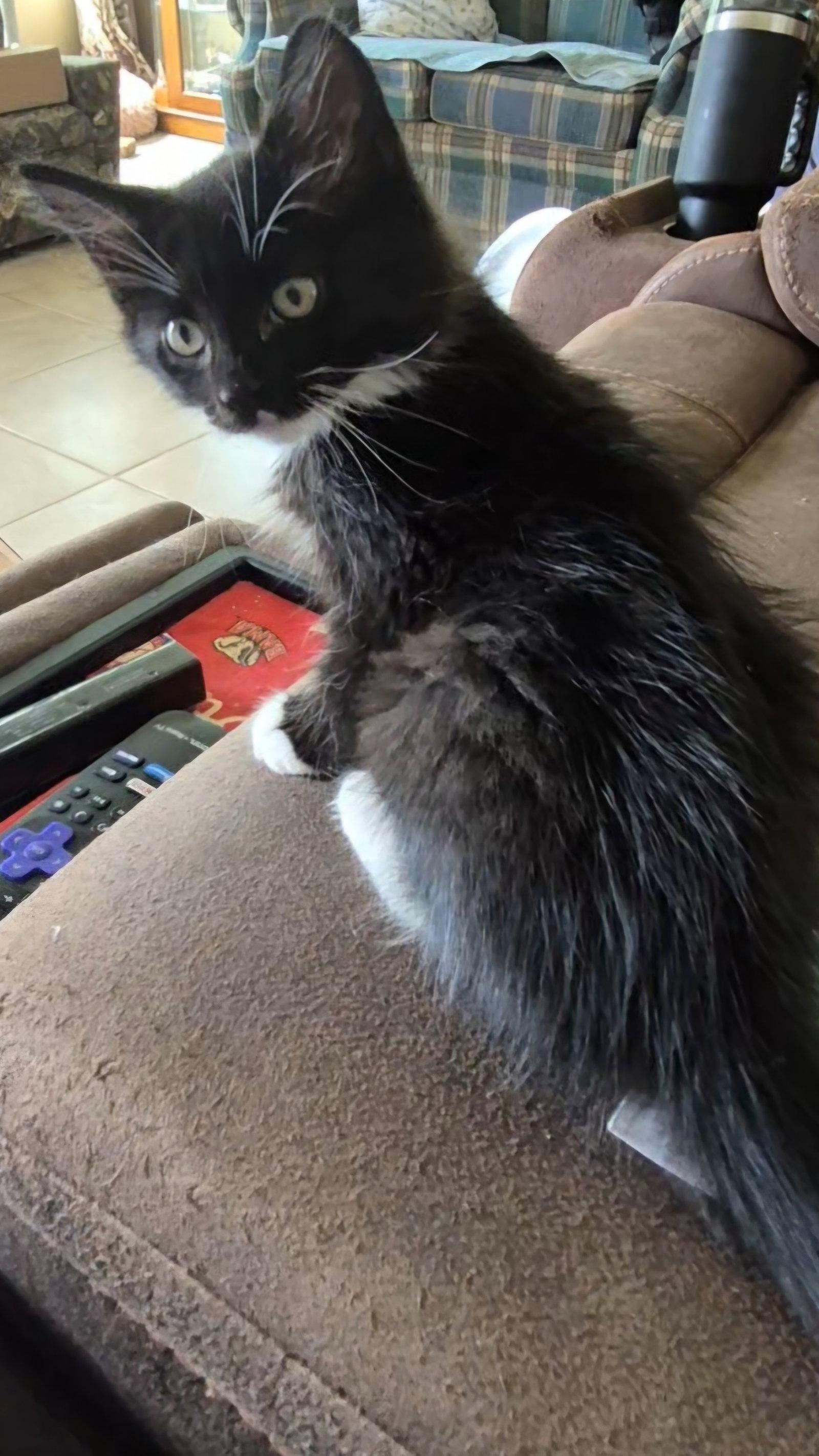 Enlarge Stormy, a Adoptable Domestic Medium Hair in Magnolia Springs, AL image 1/3
