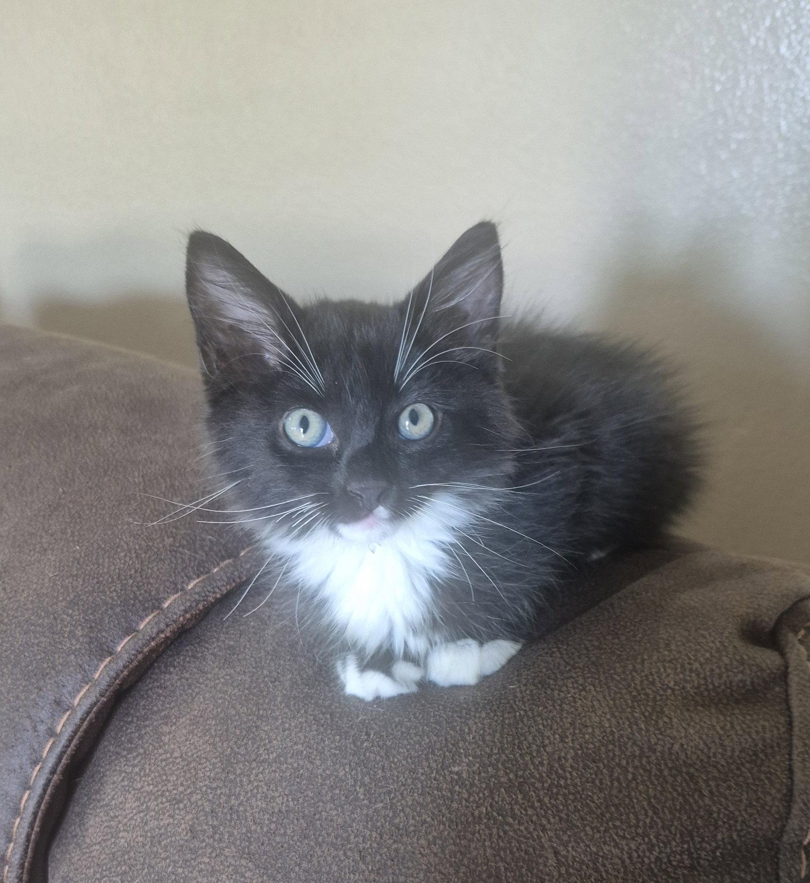 Enlarge Stormy, a Adoptable Domestic Medium Hair in Magnolia Springs, AL image 2/3