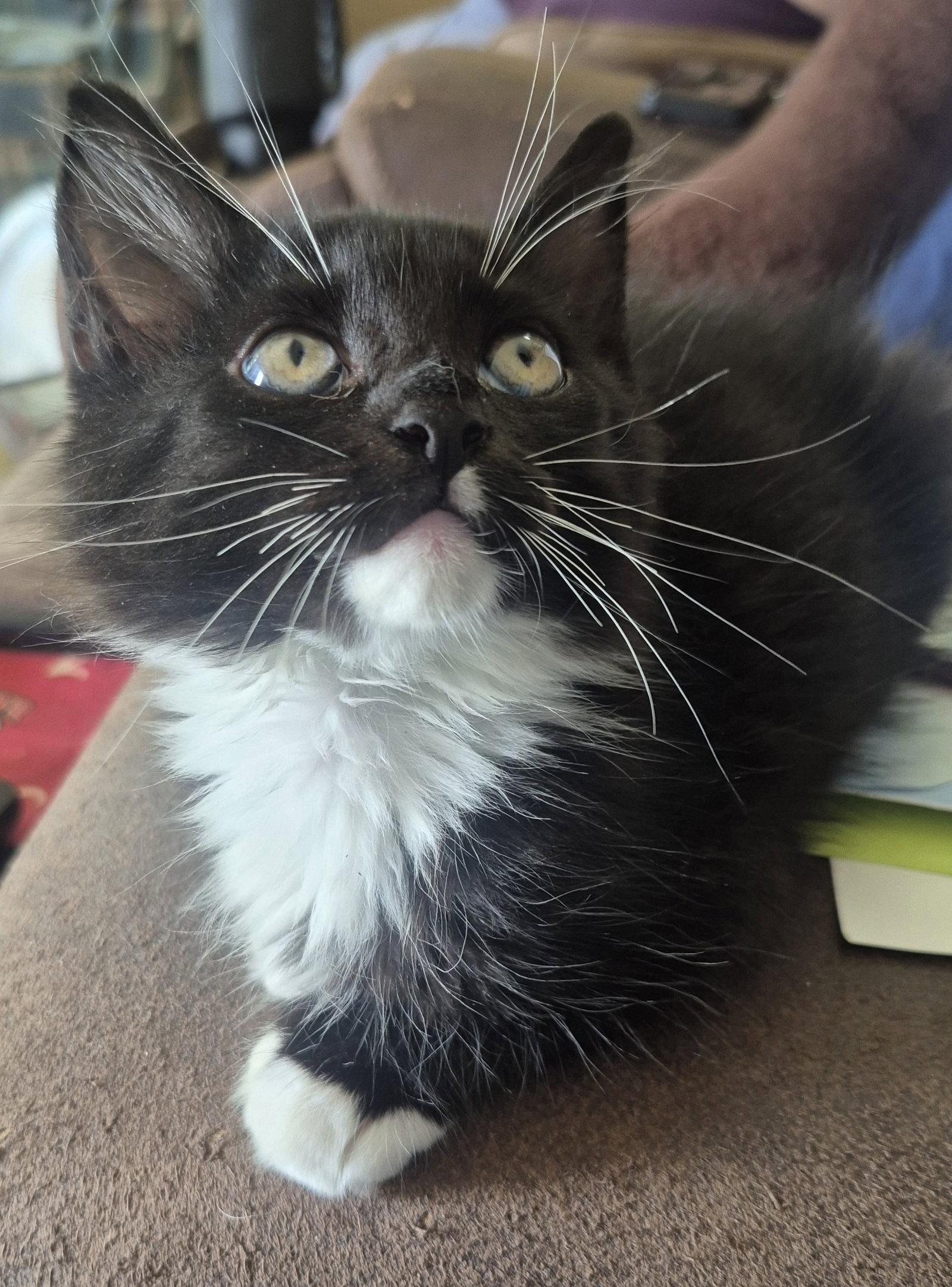 Enlarge Stormy, a Adoptable Domestic Medium Hair in Magnolia Springs, AL image 3/3