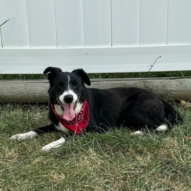 Pickles, Adoptable, Adult Female Border Collie.