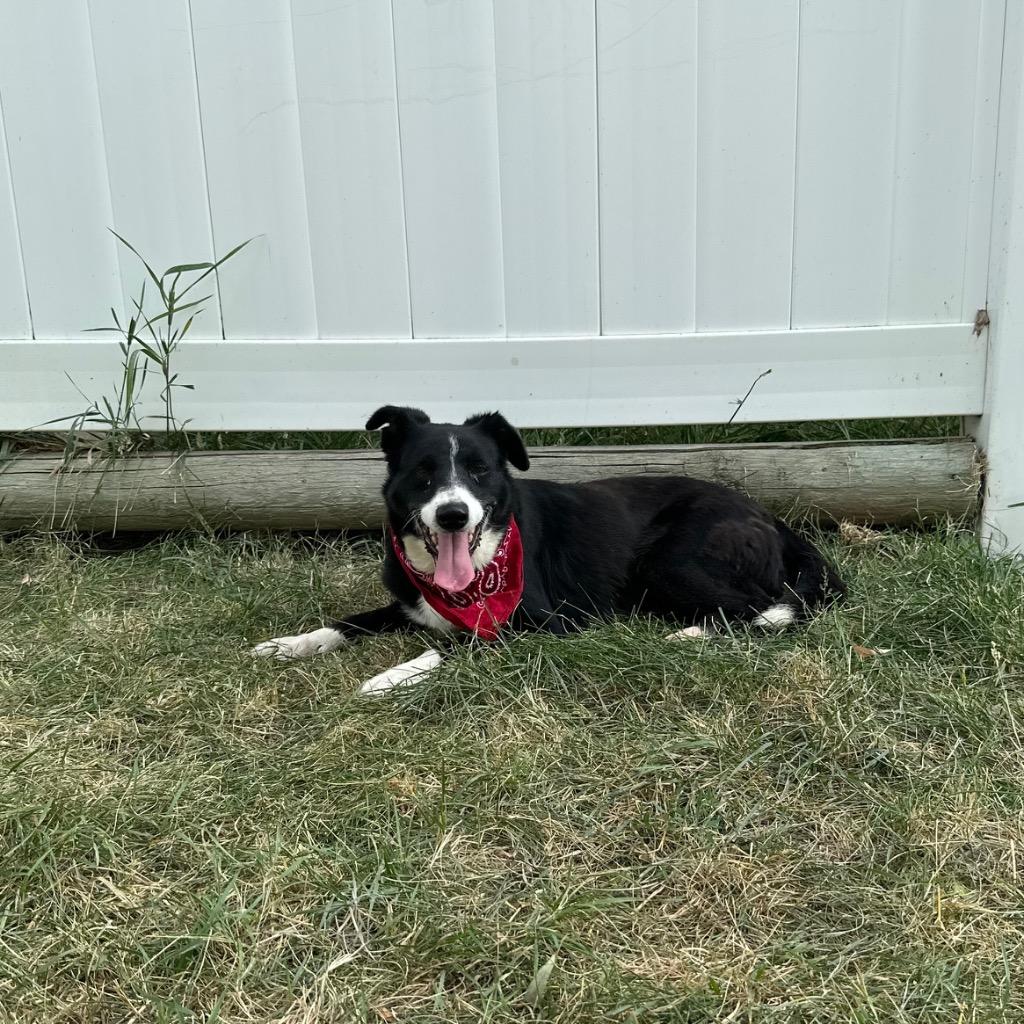Pickles, a Adoptable mixed breed in Logan, UT image 2/2
