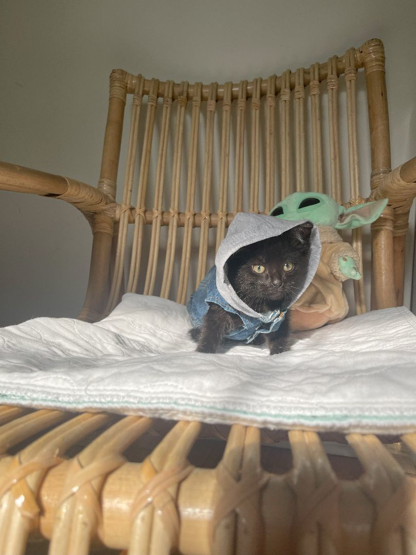 Enlarge Oskar, a Adopted Domestic Short Hair in Cleveland Heights, OH image 1/7