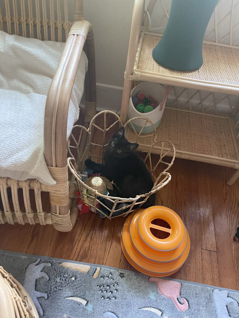 Enlarge Oskar, a Adopted Domestic Short Hair in Cleveland Heights, OH image 2/7