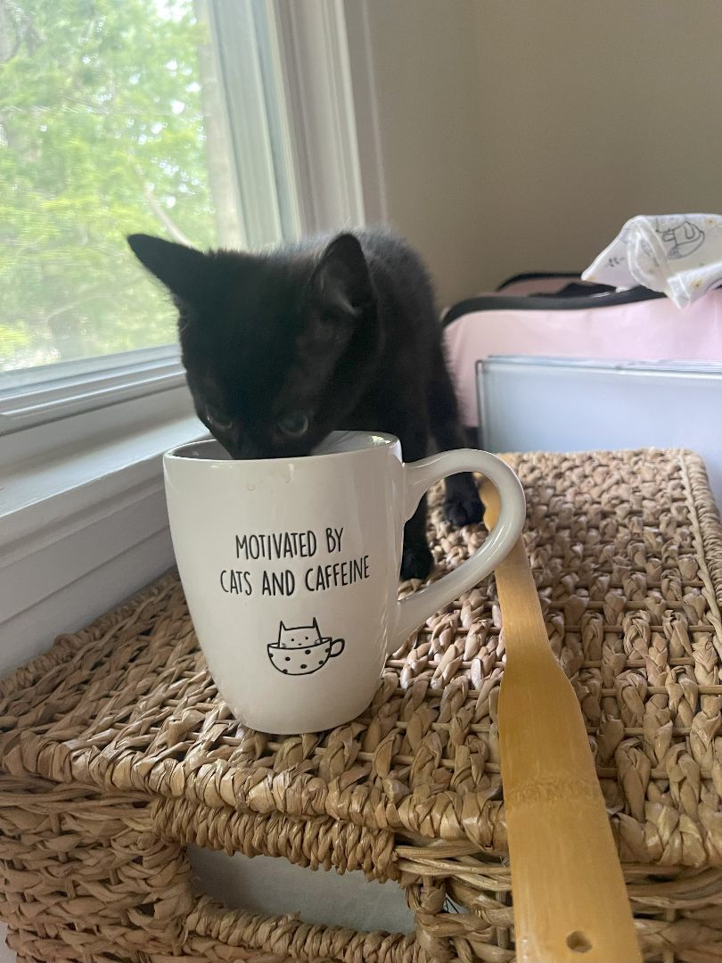 Enlarge Oskar, a Adopted Domestic Short Hair in Cleveland Heights, OH image 4/7