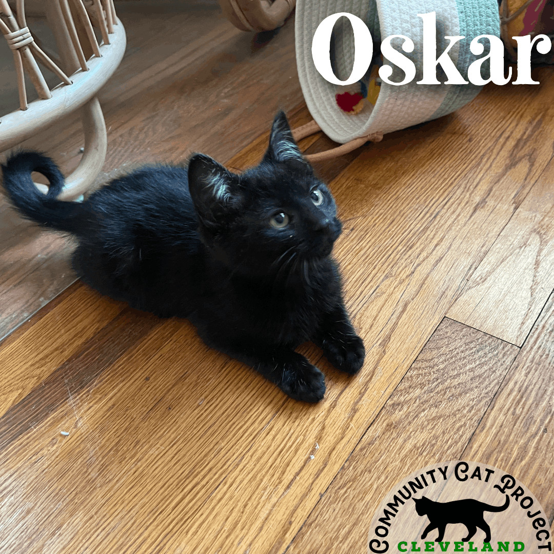 Enlarge Oskar, a Adopted Domestic Short Hair in Cleveland Heights, OH image 5/7
