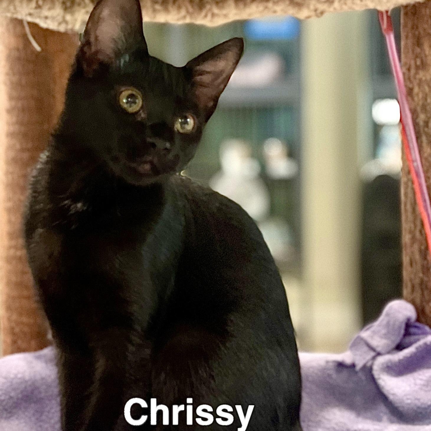 Chrissy