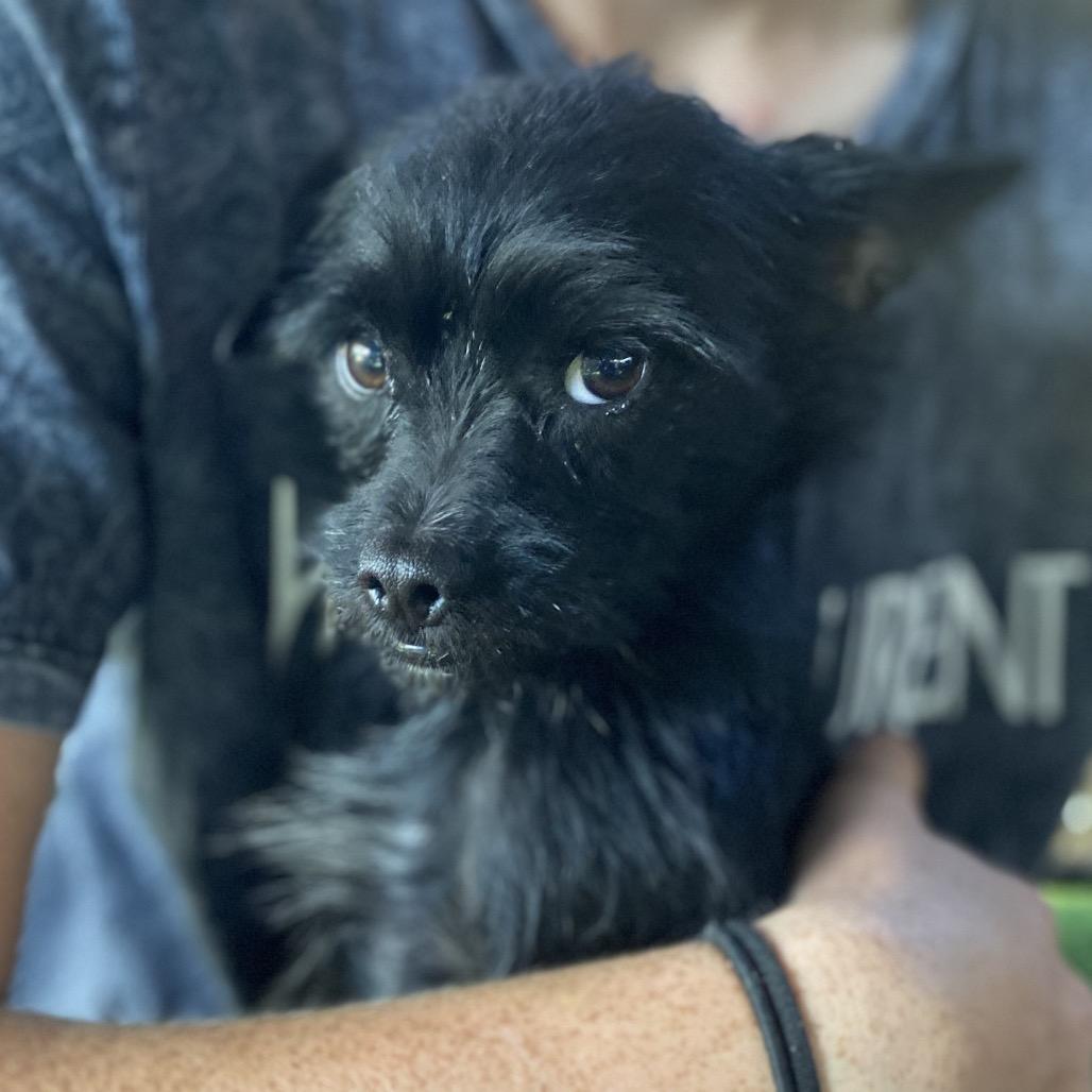 Meathead, Adoptable, Young Male Affenpinscher & Poodle.