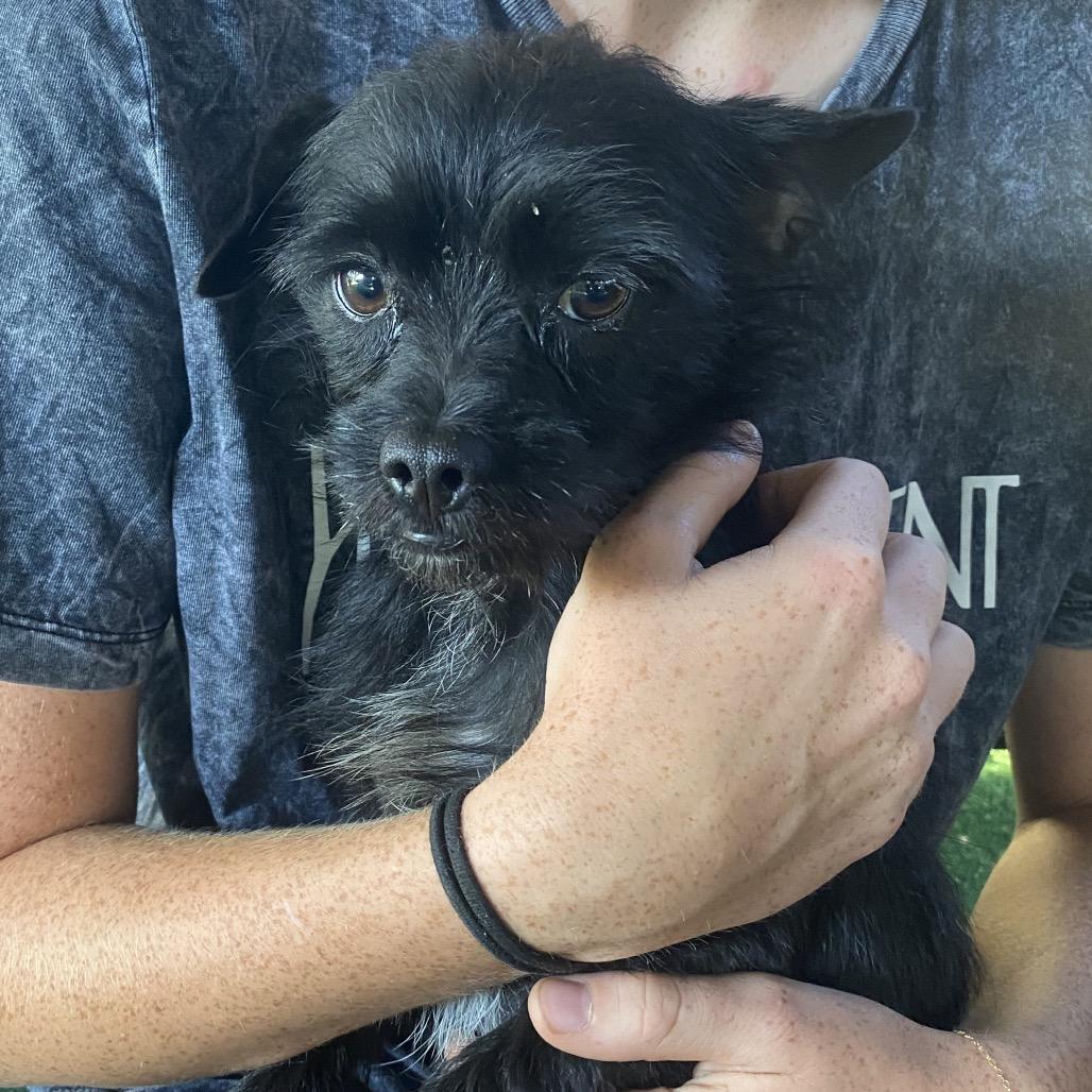 Enlarge Meathead, a Adoptable mixed breed in Escondido, CA image 2/5