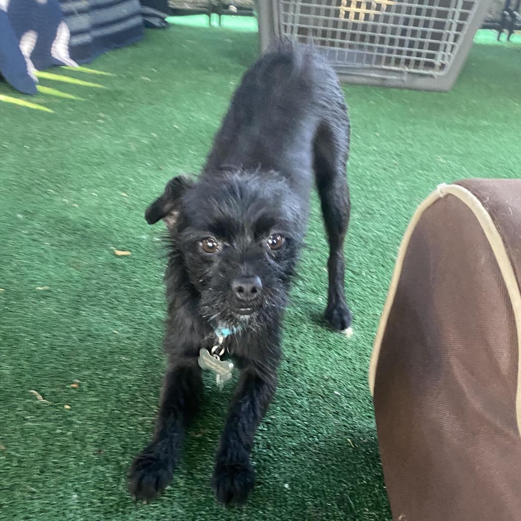 Enlarge Meathead, a Adoptable mixed breed in Escondido, CA image 3/5