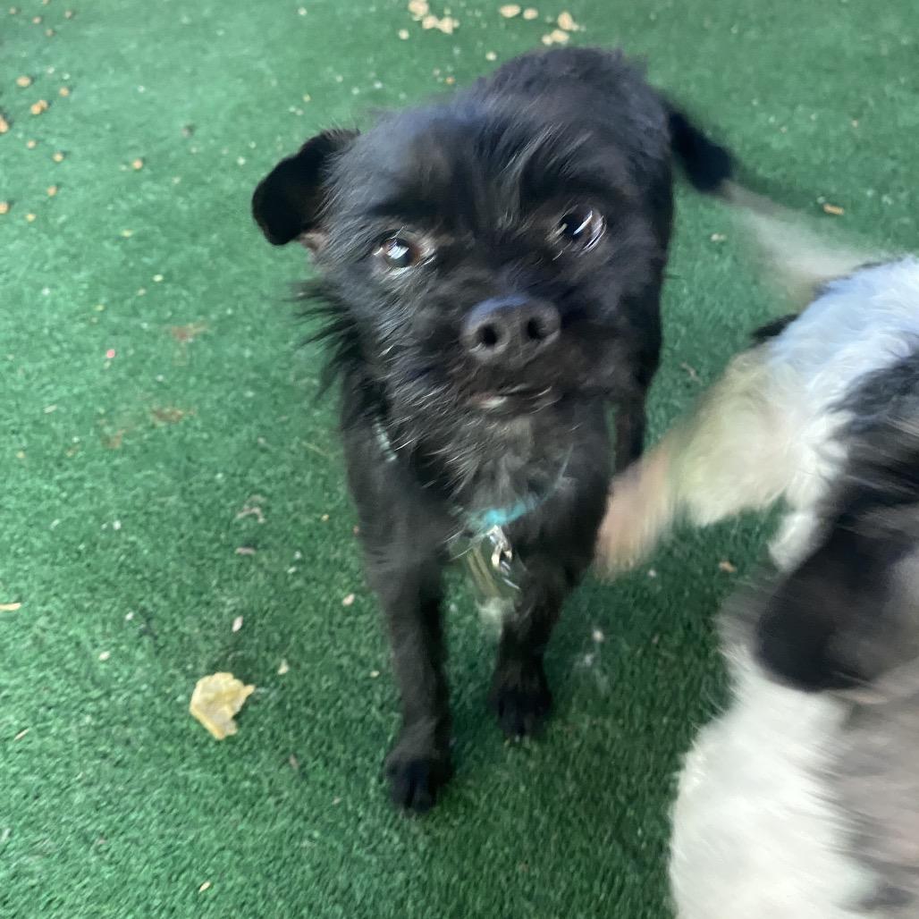 Enlarge Meathead, a Adoptable mixed breed in Escondido, CA image 4/5