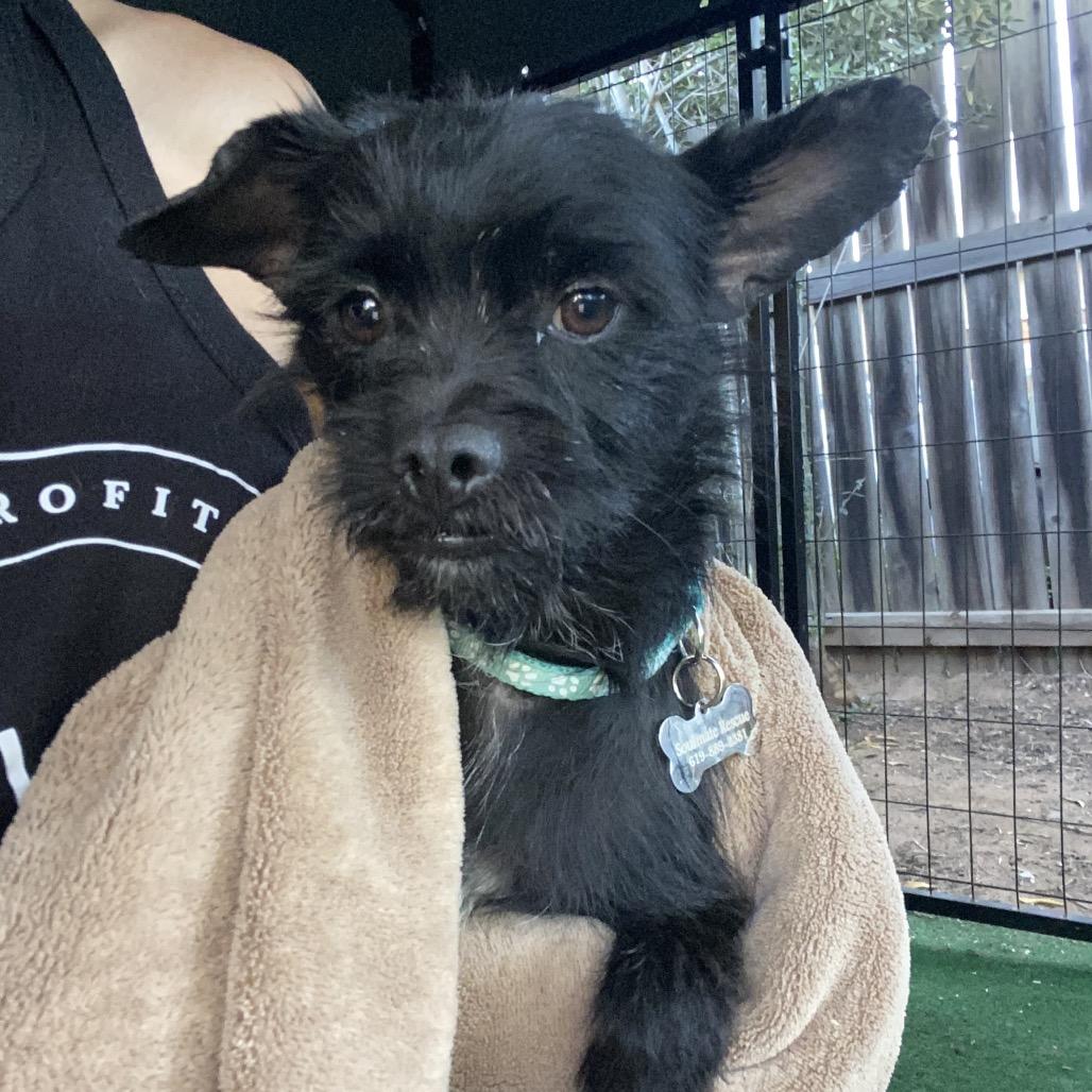 Enlarge Meathead, a Adoptable mixed breed in Escondido, CA image 5/5