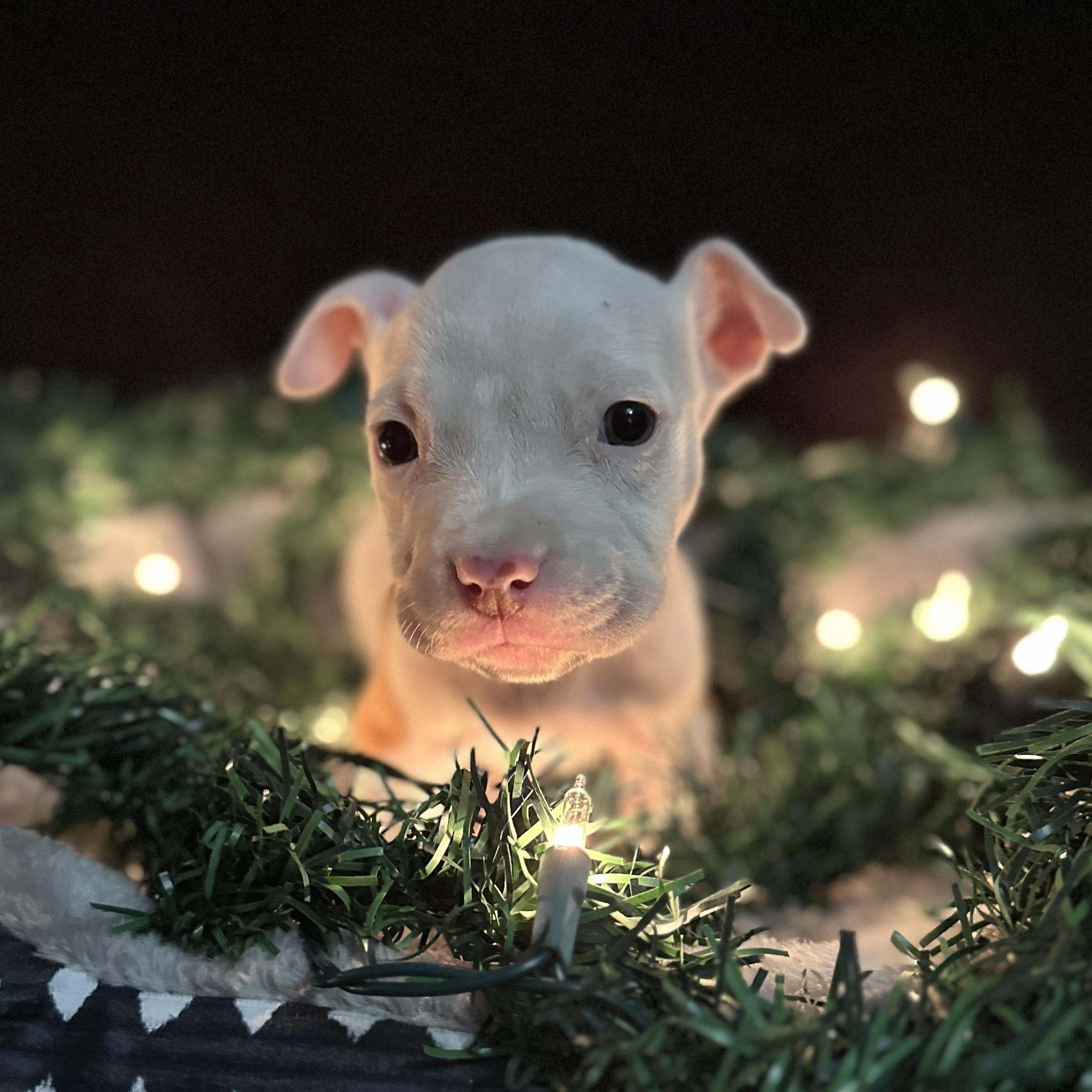 Enlarge Mistletoe, a Adoptable mixed breed in Port Byron , NY image 5/6