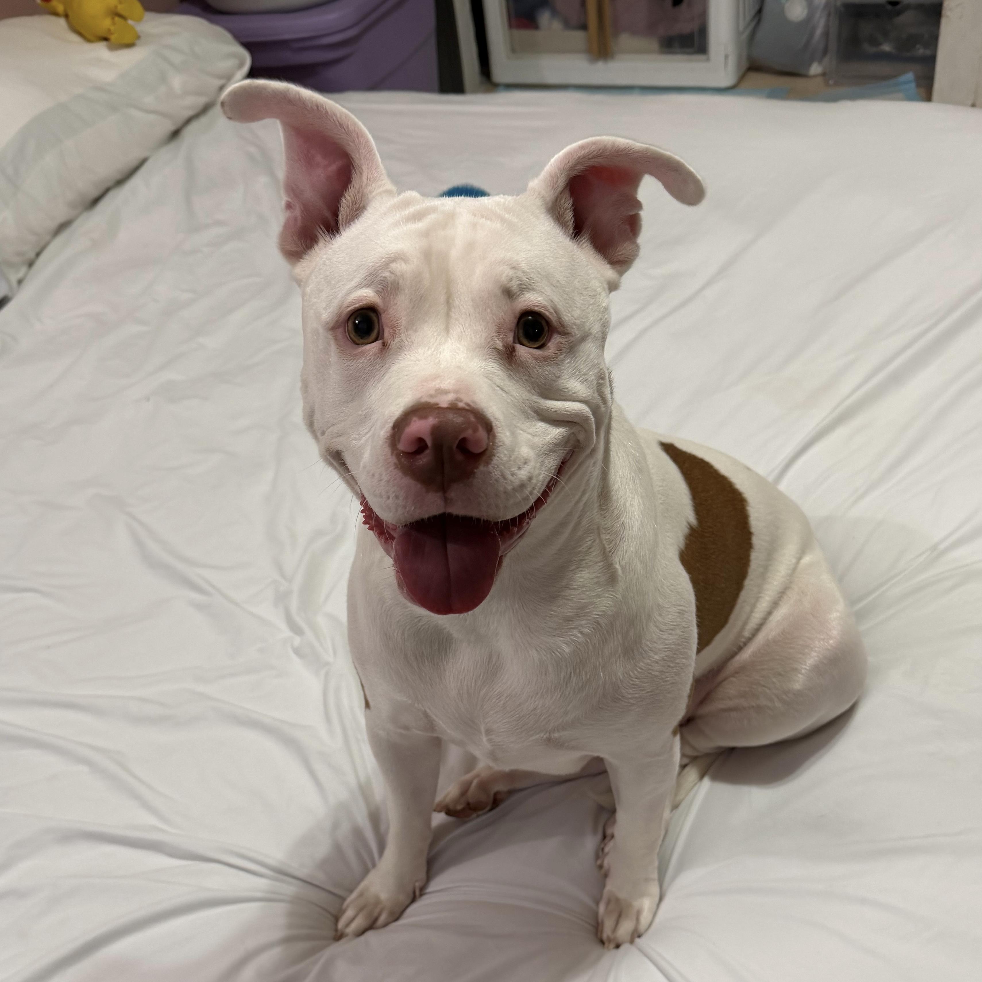 Enlarge Mistletoe, a Adoptable mixed breed in Port Byron , NY image 2/6
