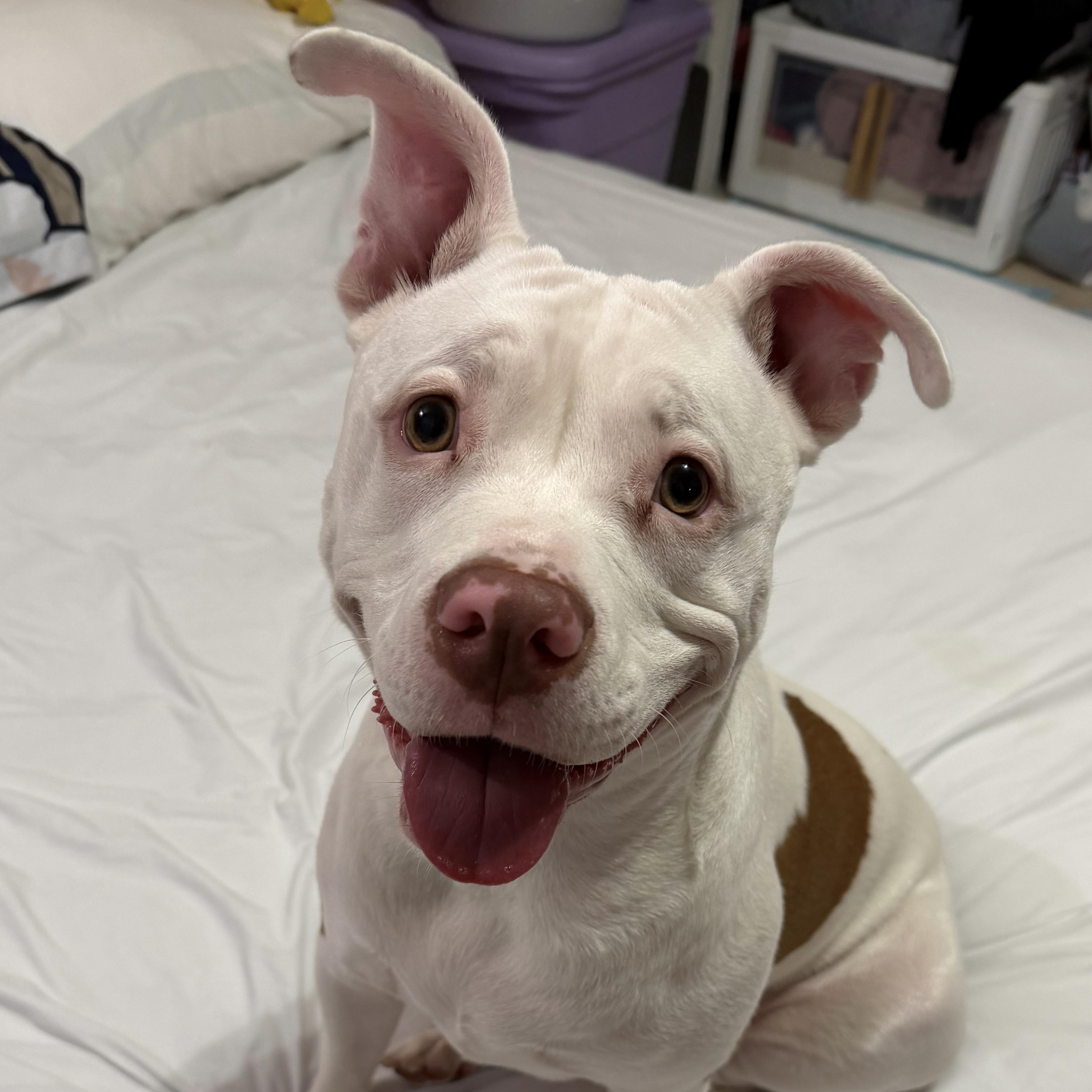 Mistletoe, Adoptable, Young Female Pit Bull Terrier.