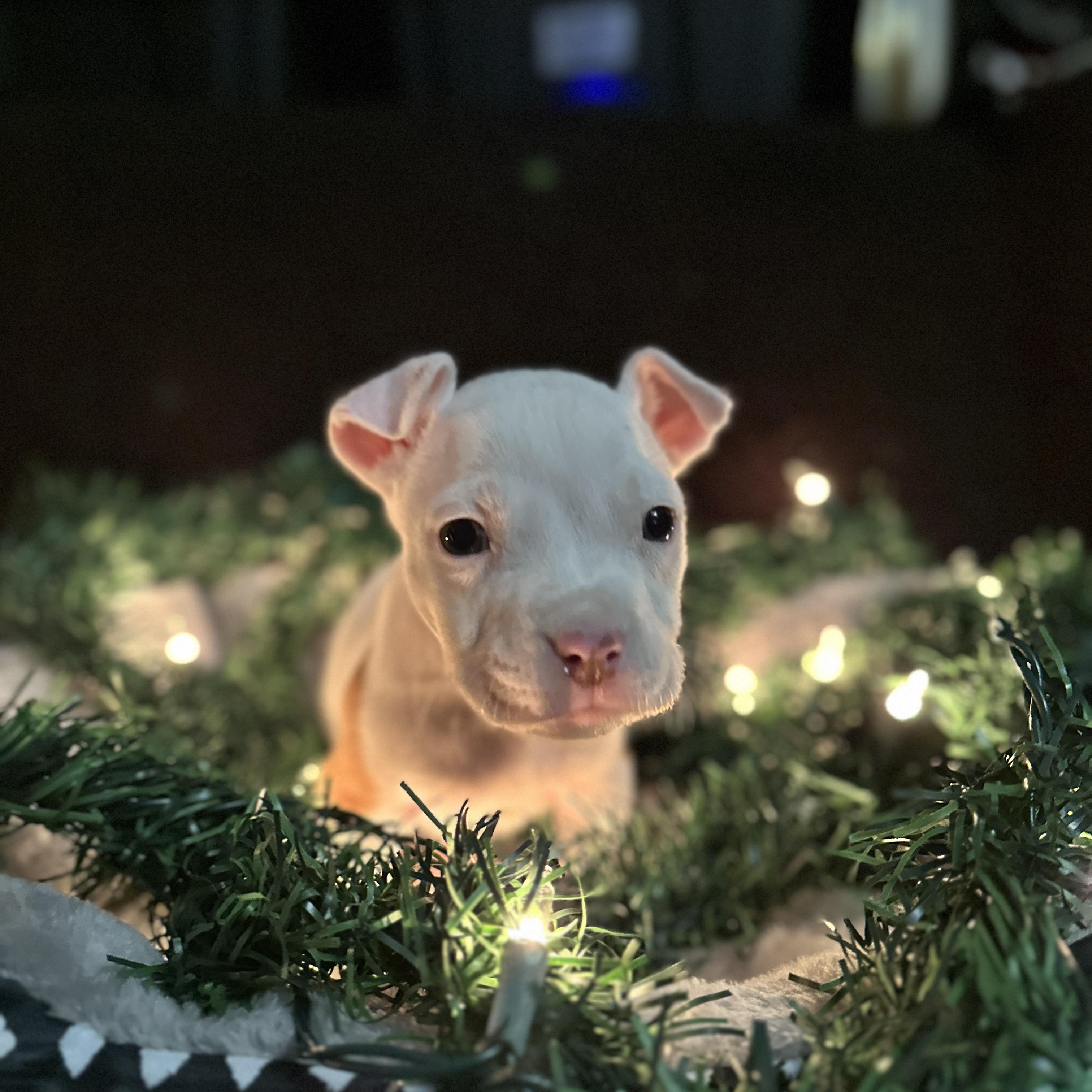 Enlarge Mistletoe, a Adoptable mixed breed in Port Byron , NY image 6/6