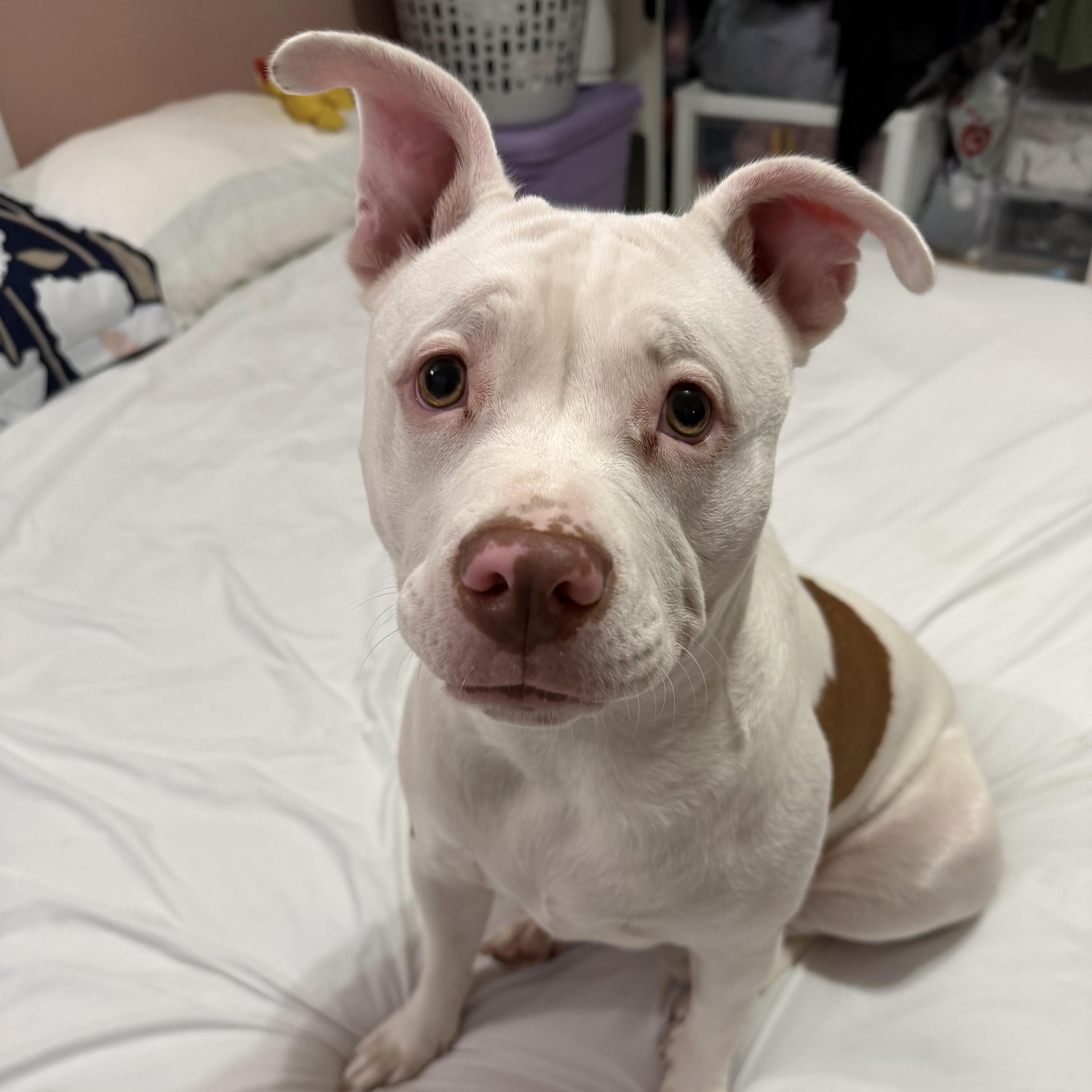 Enlarge Mistletoe, a Adoptable mixed breed in Port Byron , NY image 3/6