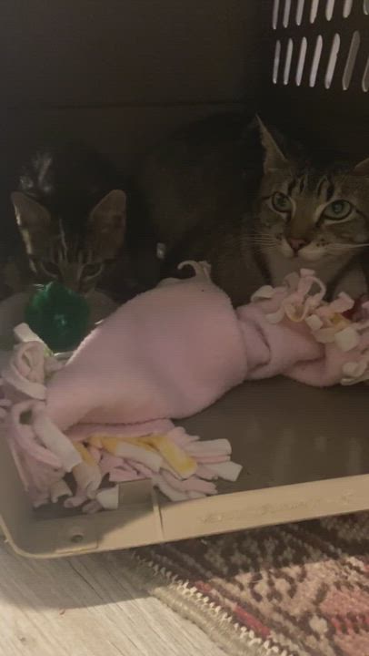 Enlarge Linda & Gene (Mama & Son), a Adopted Domestic Short Hair in Thomaston, CT video 4/7