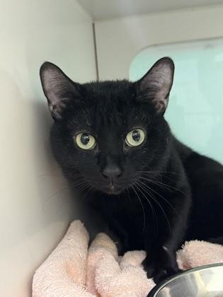 Enlarge Meow Meow, a Adoptable mixed breed in Vero Beach, FL image 1/2
