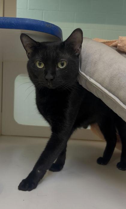 Enlarge Meow Meow, a Adoptable mixed breed in Vero Beach, FL image 2/2