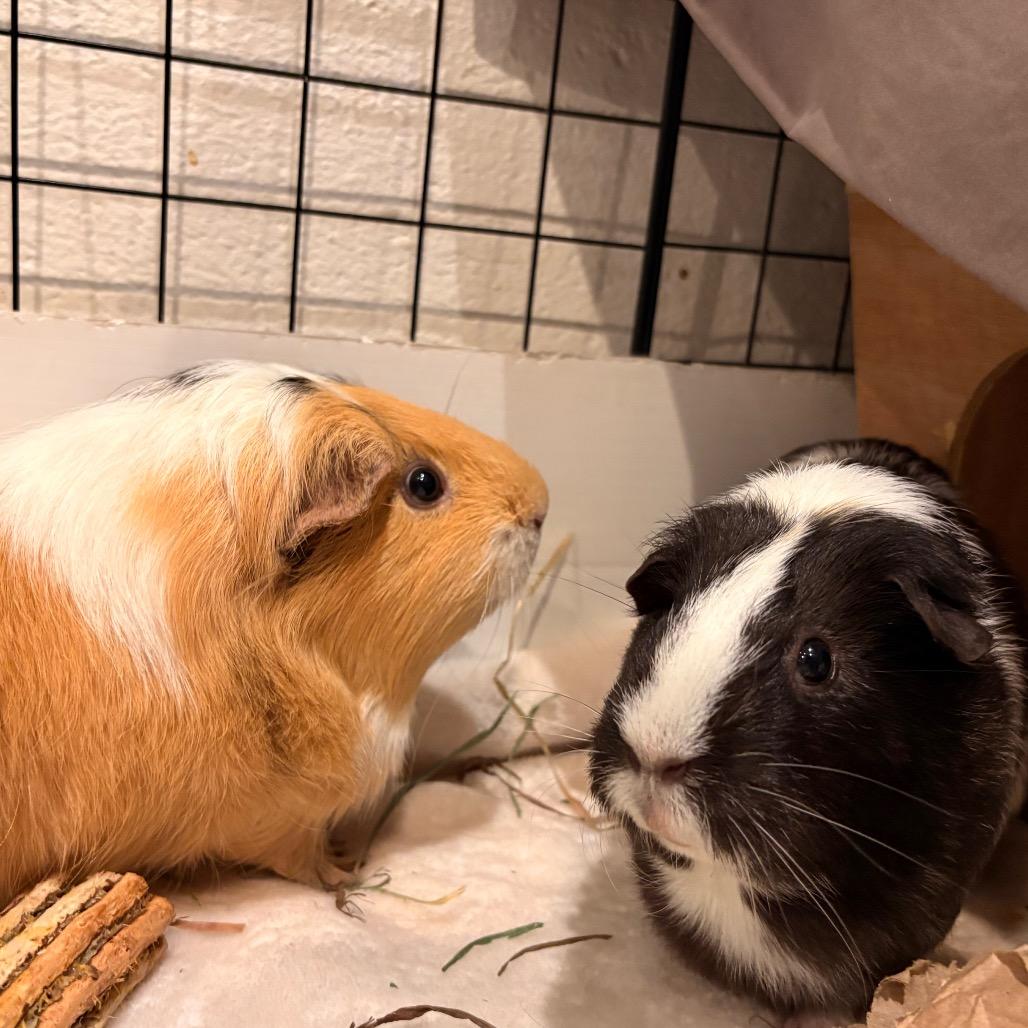 Rikki, Adoptable, Adult Female Guinea Pig.