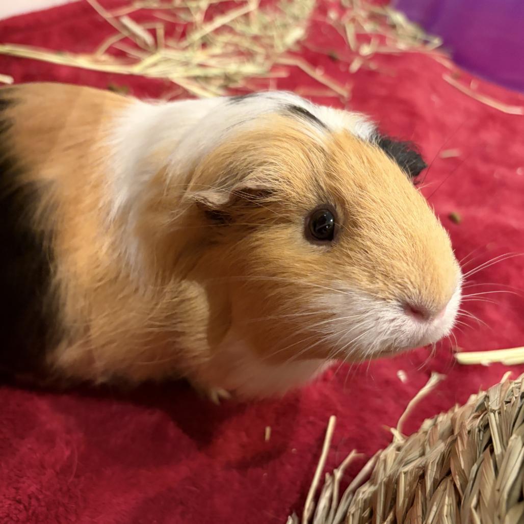 Enlarge Rikki, a Adoptable Guinea Pig in South Burlington, VT image 2/6