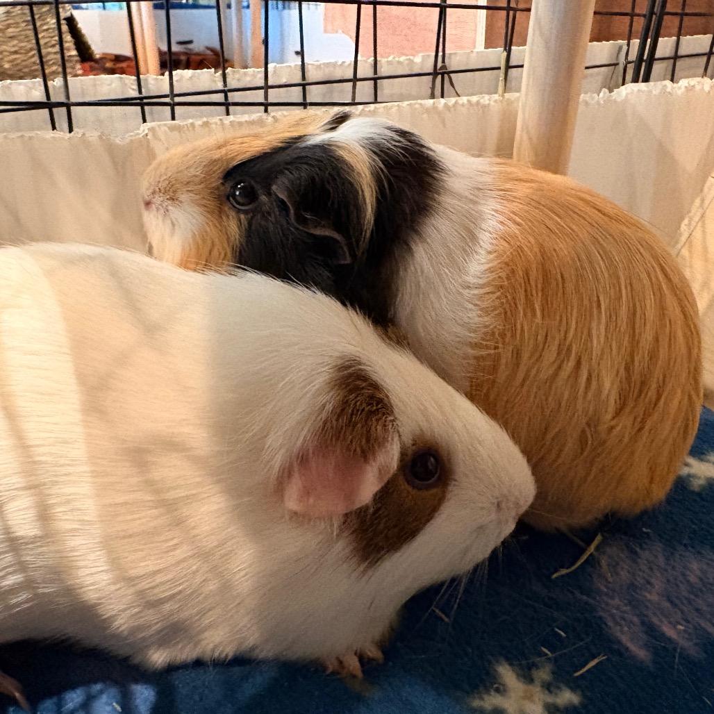 Enlarge Rikki, a Adoptable Guinea Pig in South Burlington, VT image 1/3