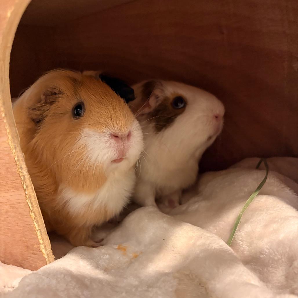 Enlarge Rikki, a Adoptable Guinea Pig in South Burlington, VT image 4/6