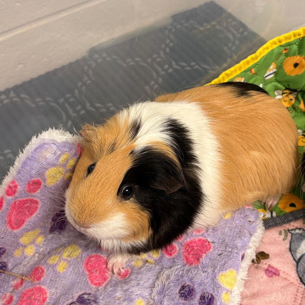 Enlarge Rikki, a Adoptable Guinea Pig in South Burlington, VT image 2/3