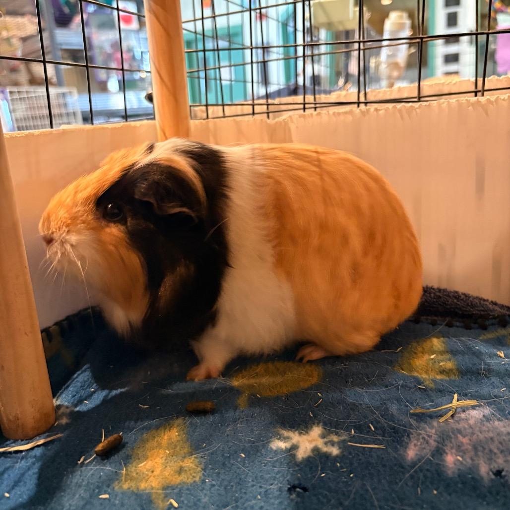 Enlarge Rikki, a Adoptable Guinea Pig in South Burlington, VT image 3/3