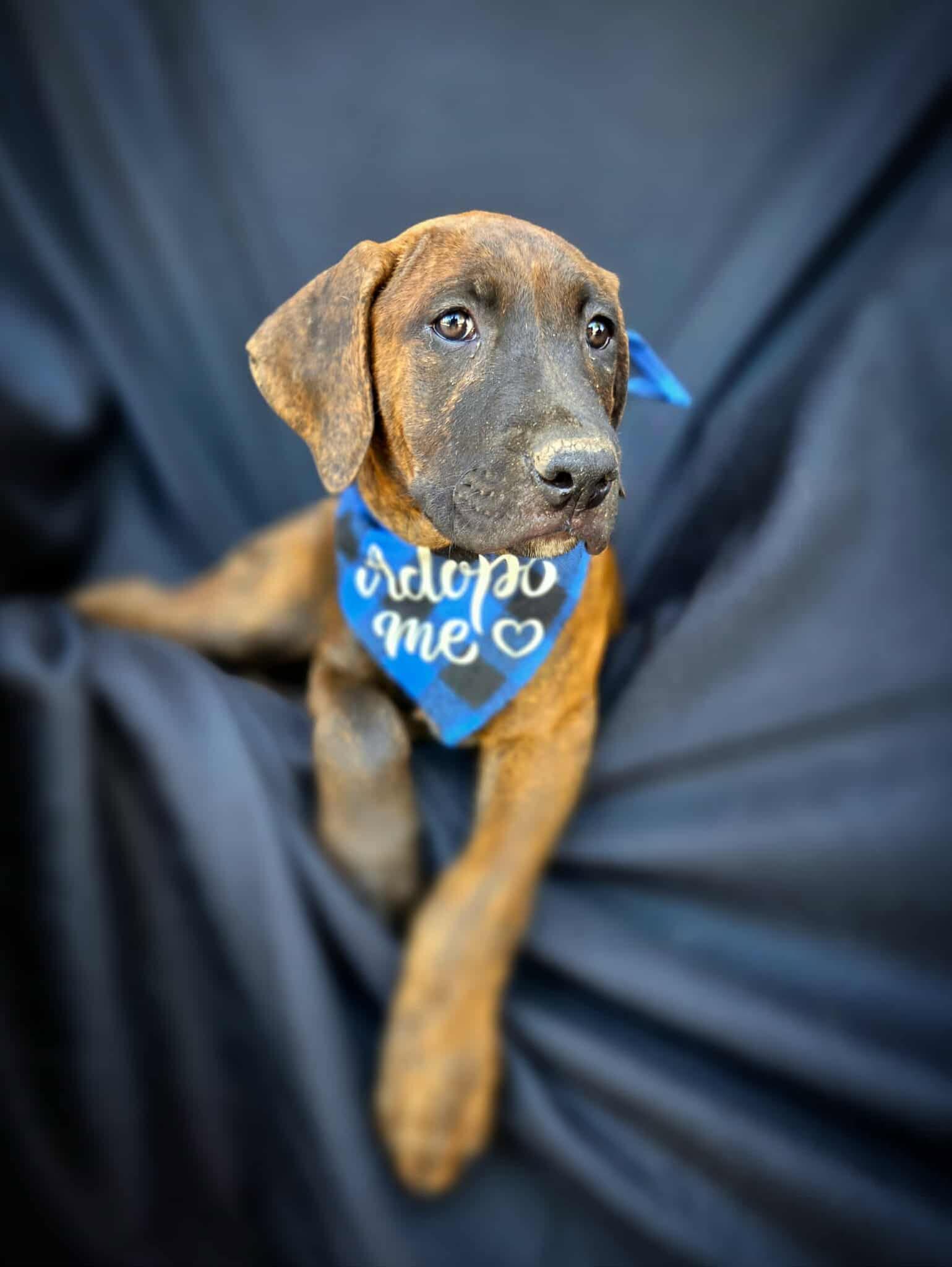 Pinto, an adoptable Pit Bull Terrier Mix in Temecula, CA_image-1