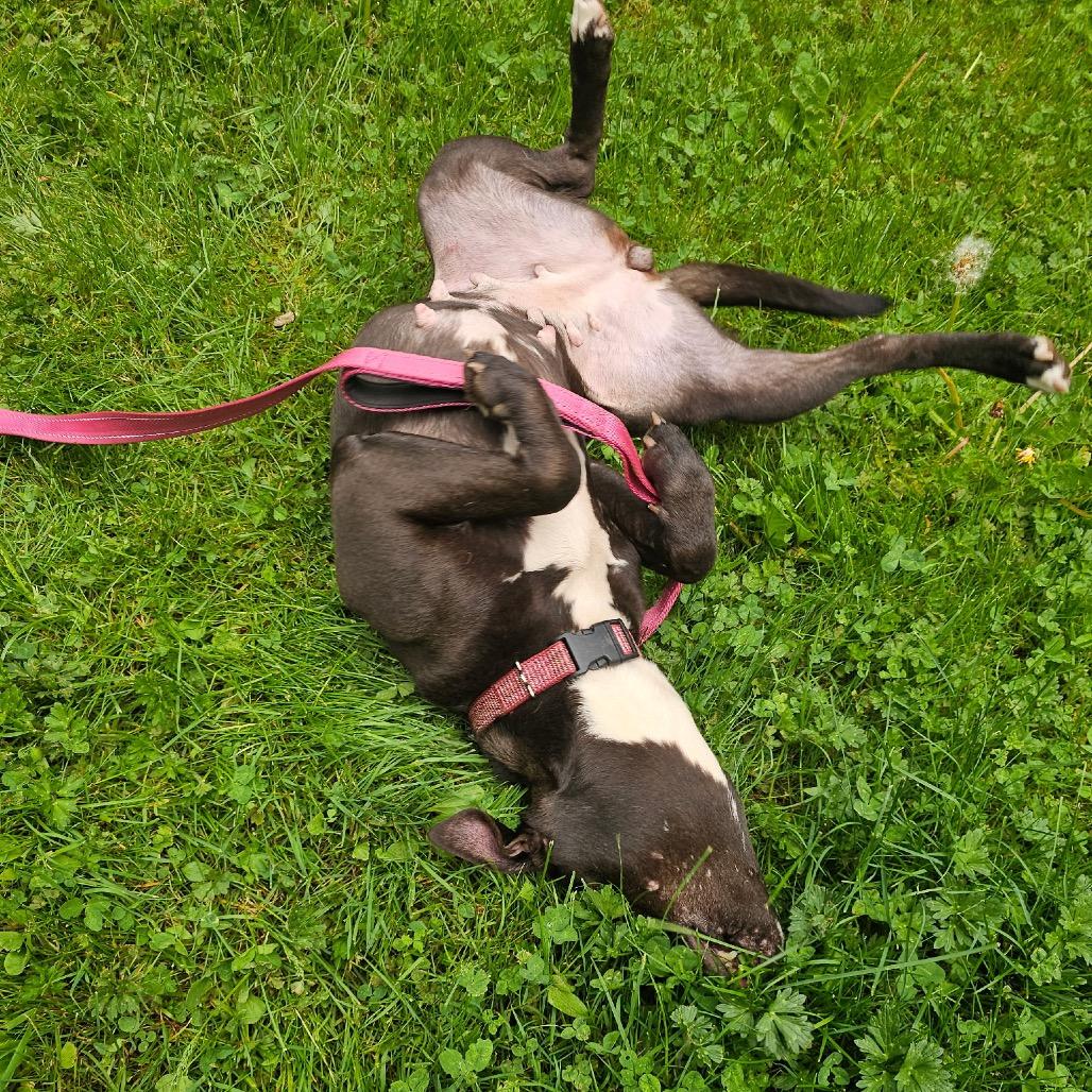 Kara, a Adoptable mixed breed in Bellingham, WA image 1/3