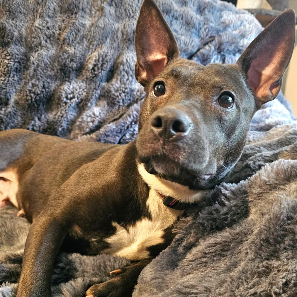 Kara, a Adoptable mixed breed in Bellingham, WA image 2/3