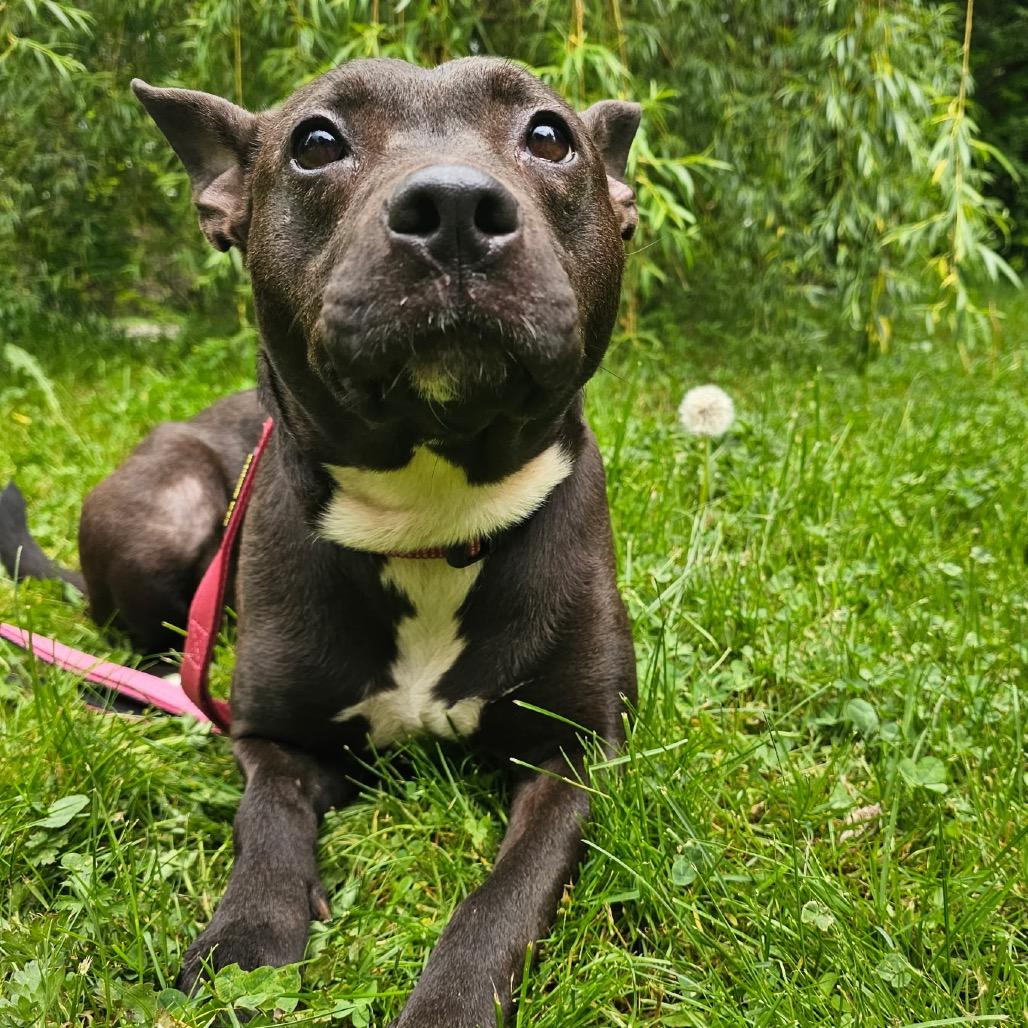 Kara, a Adoptable mixed breed in Bellingham, WA image 3/3