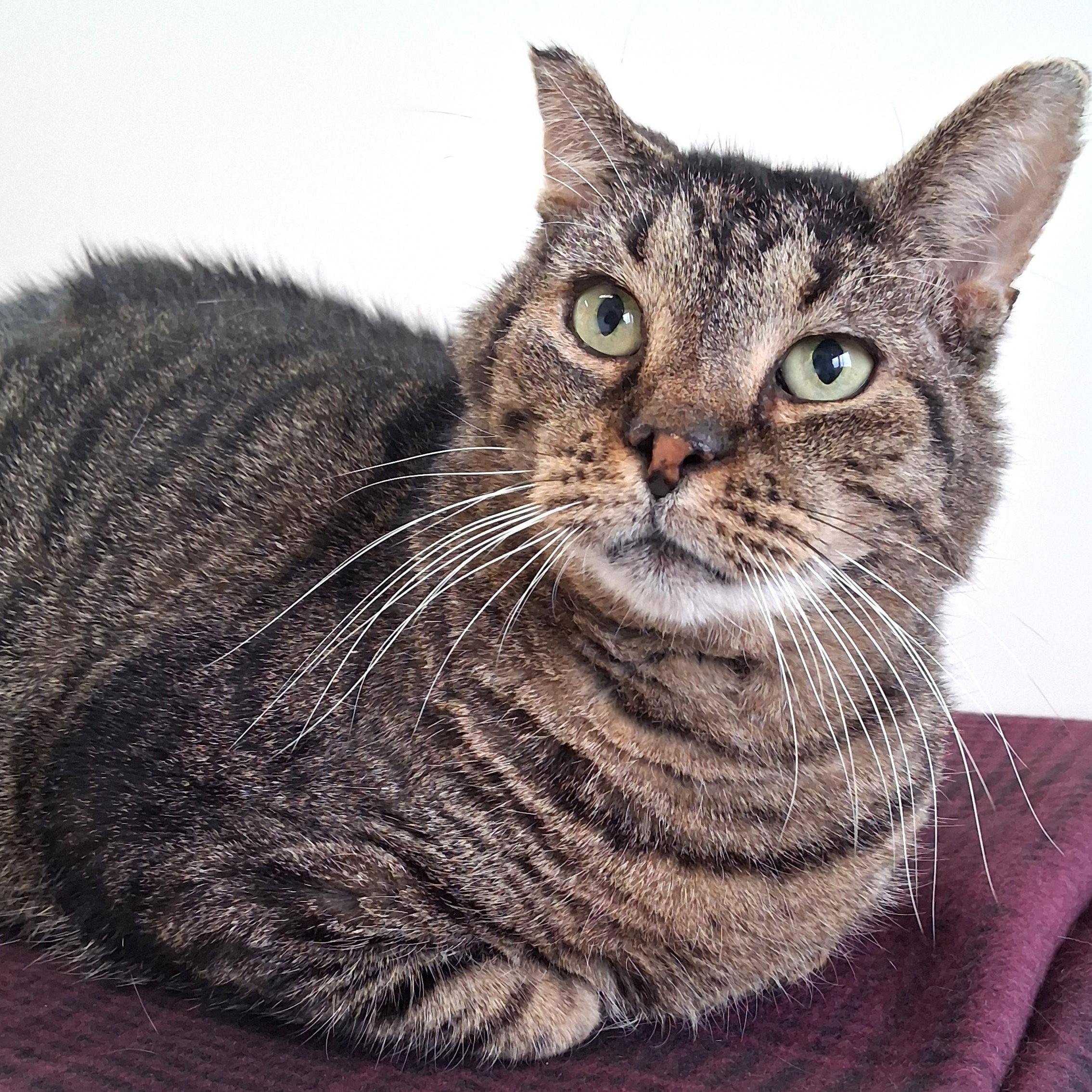 Enlarge O'Doyle, a Adoptable Domestic Short Hair in Belmont, NY image 5/6