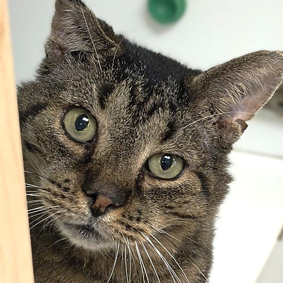 Enlarge O'Doyle, a Adoptable Domestic Short Hair in Belmont, NY image 6/6
