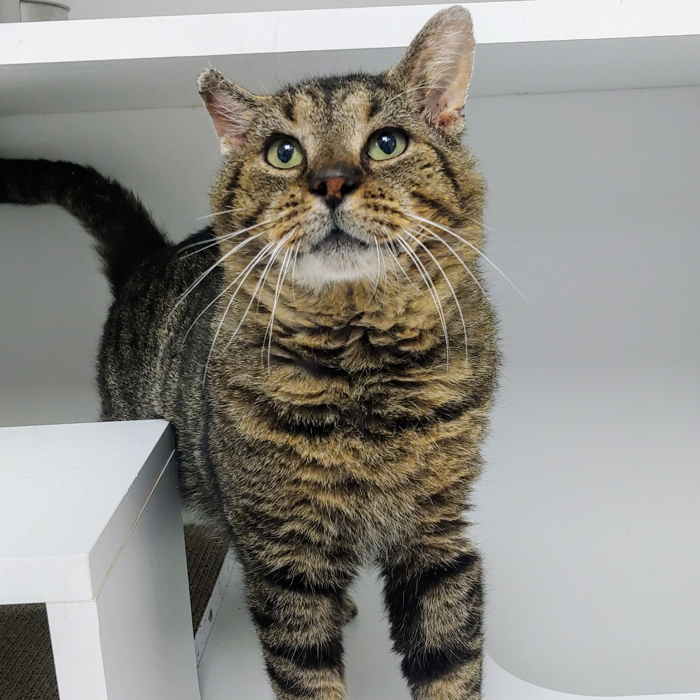 O'Doyle — thumbnail 3