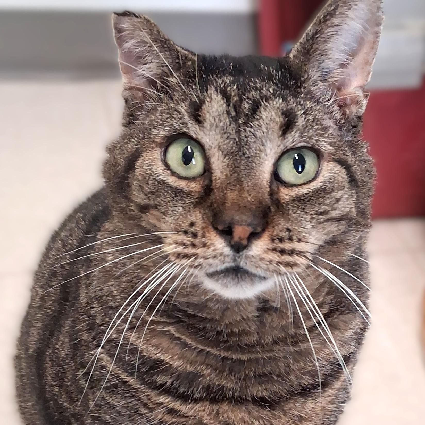 Enlarge O'Doyle, a Adoptable Domestic Short Hair in Belmont, NY image 3/6