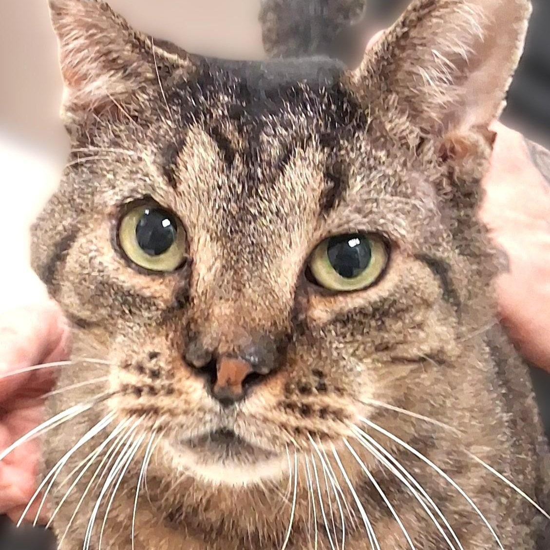 O'Doyle — thumbnail 4