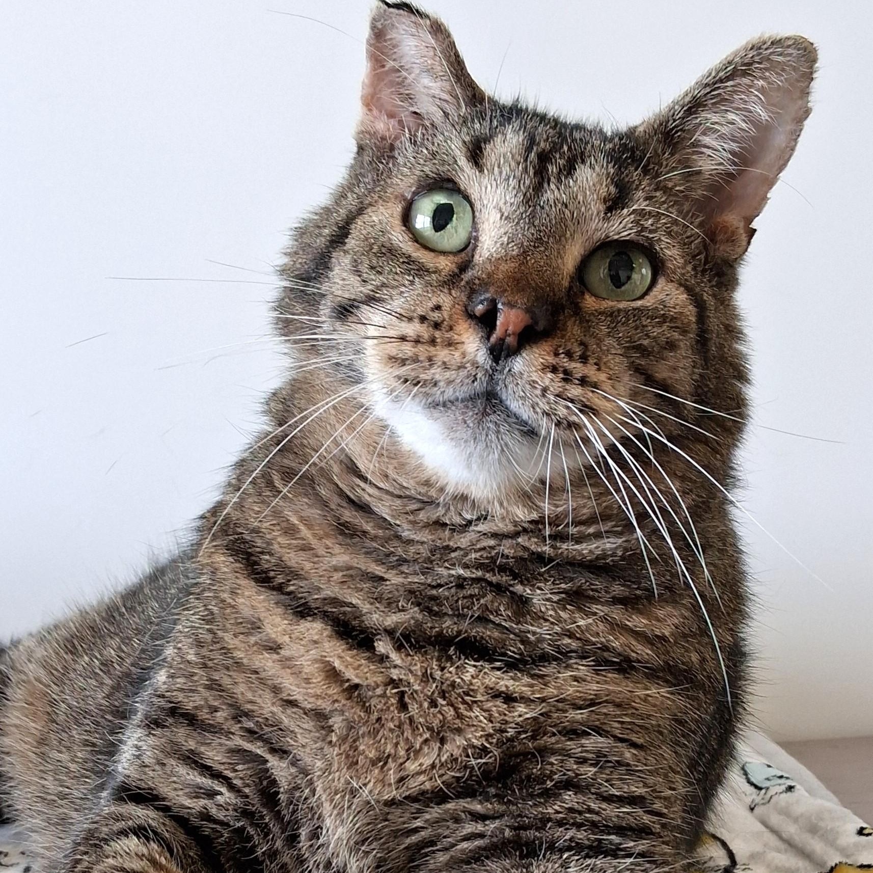 Enlarge O'Doyle, a Adoptable Domestic Short Hair in Belmont, NY image 1/6