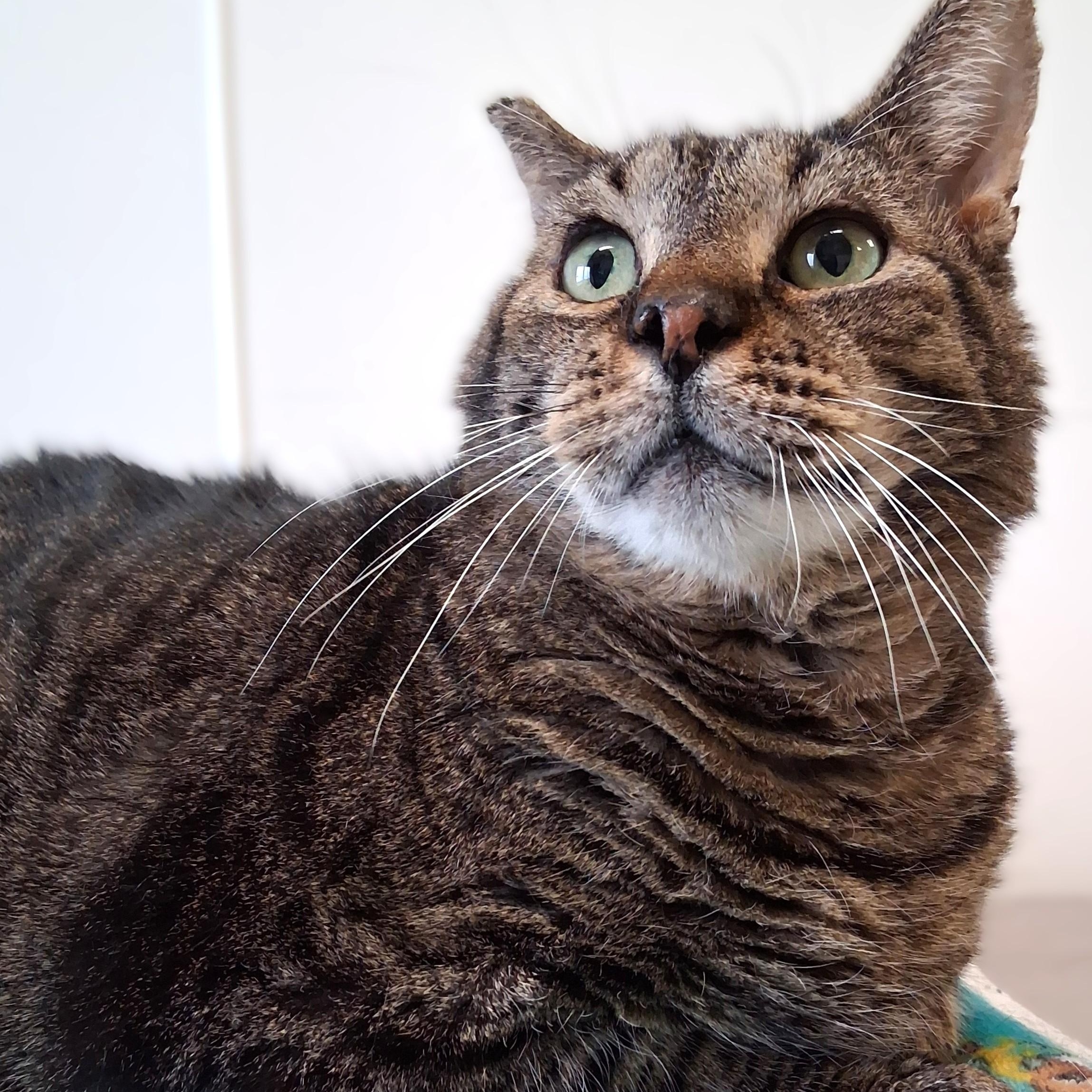 Enlarge O'Doyle, a Adoptable Domestic Short Hair in Belmont, NY image 2/6