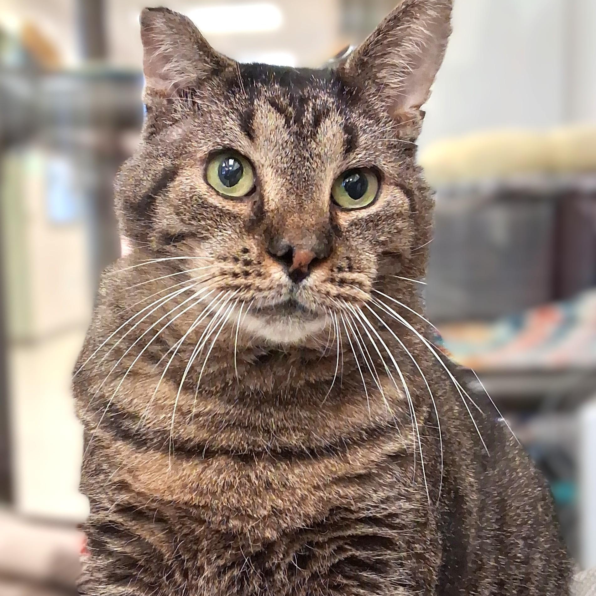 O'Doyle — thumbnail 5