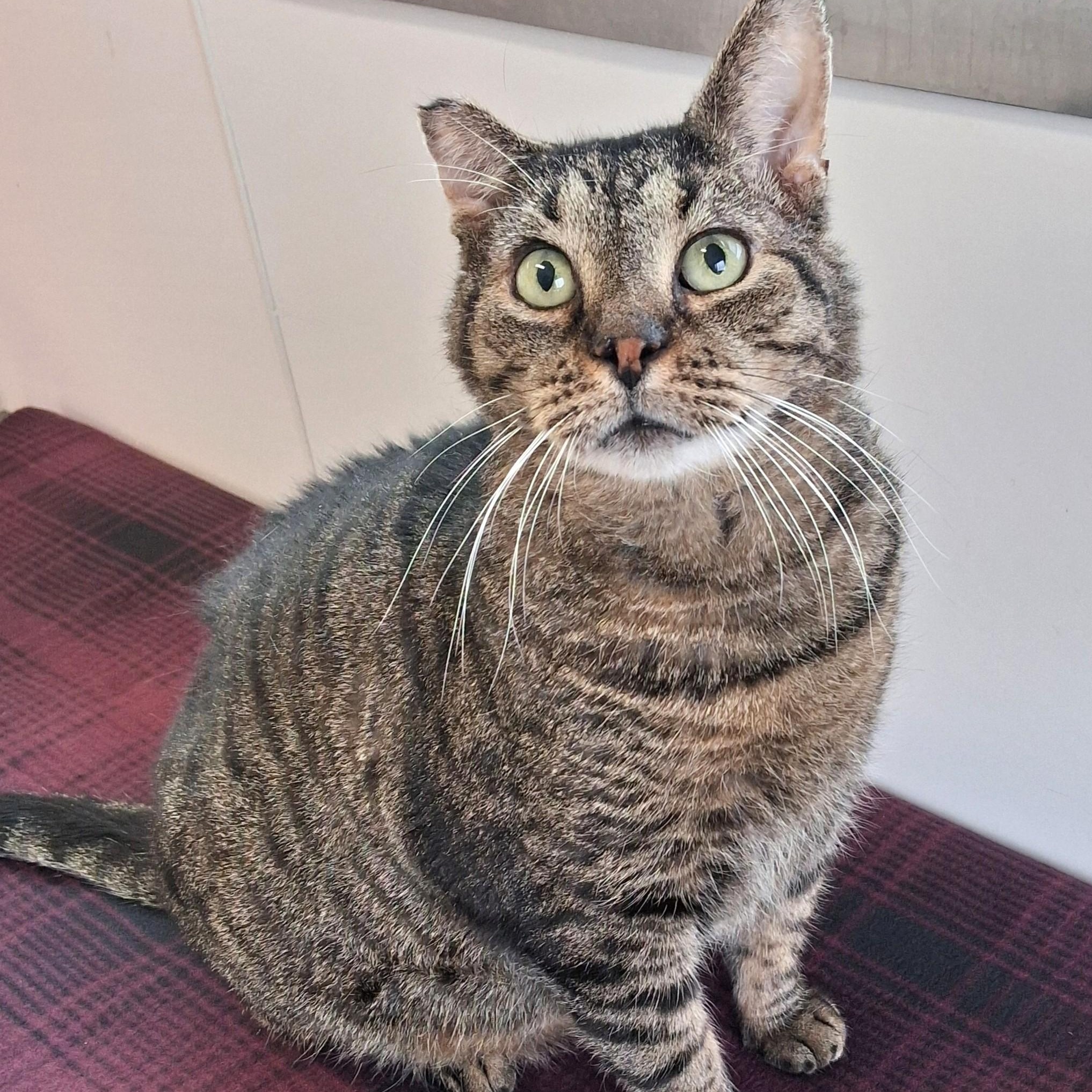 Enlarge O'Doyle, a Adoptable Domestic Short Hair in Belmont, NY image 4/6