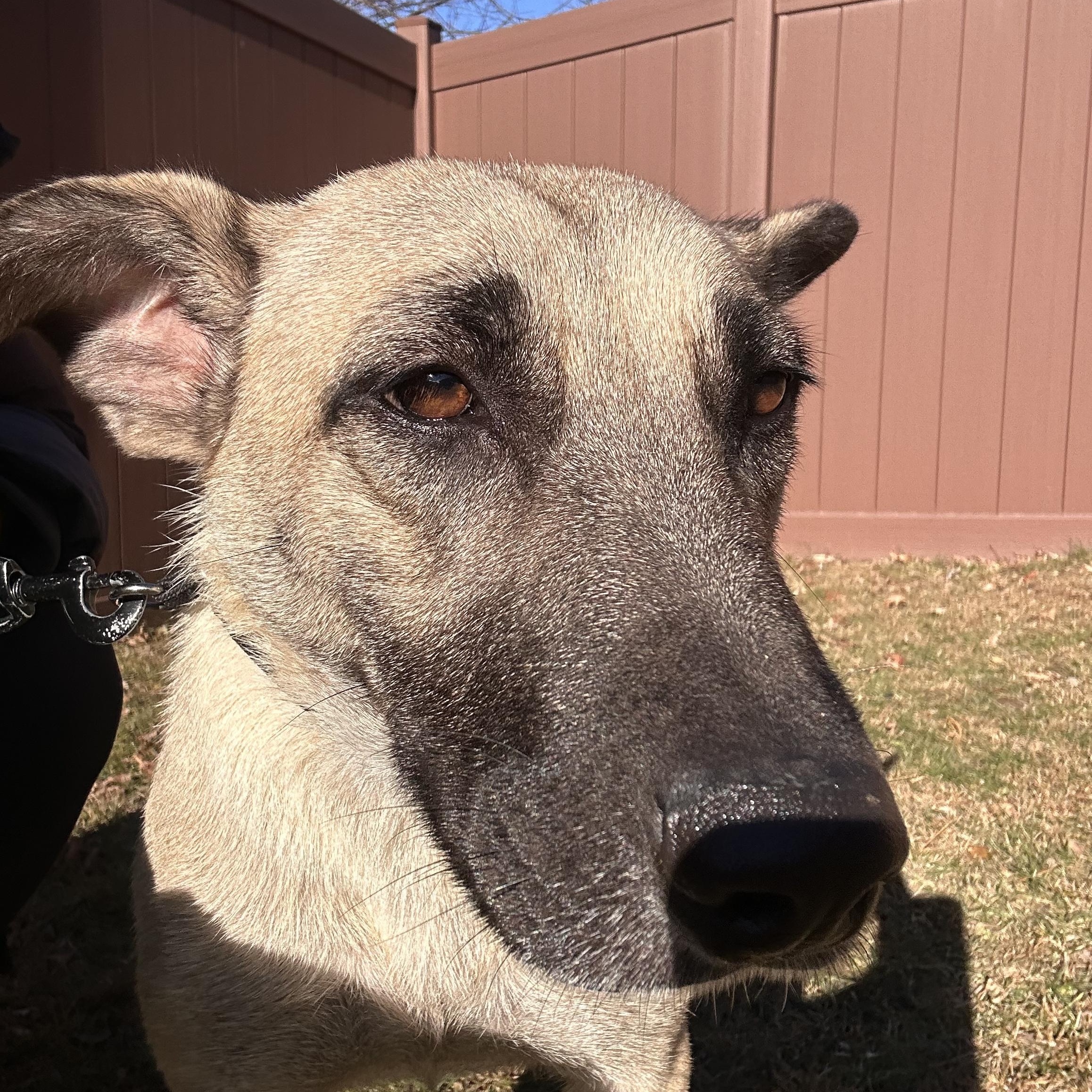 Kaylyn, Adoptable, Adult Female German Shepherd Dog & Belgian Shepherd / Malinois.